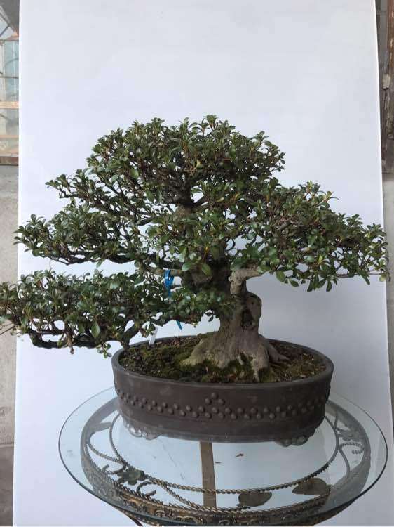 日本盆景一手进口批发 谁要买 图片