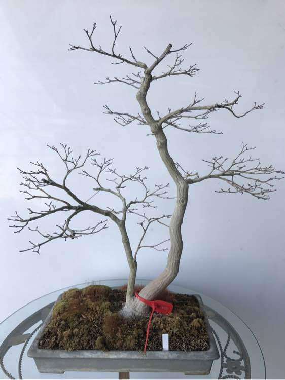 日本盆景一手进口批发 谁要买 图片