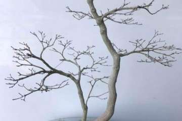 日本盆景一手进口批发 谁要买 图片