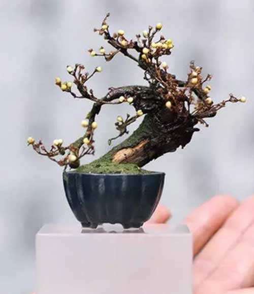 浙江最大的盆景批发市场在哪里 图片