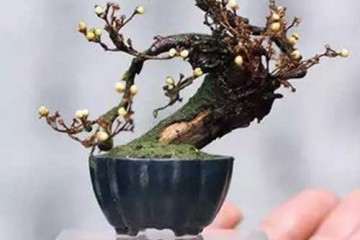 浙江最大的盆景批发市场在哪里 图片