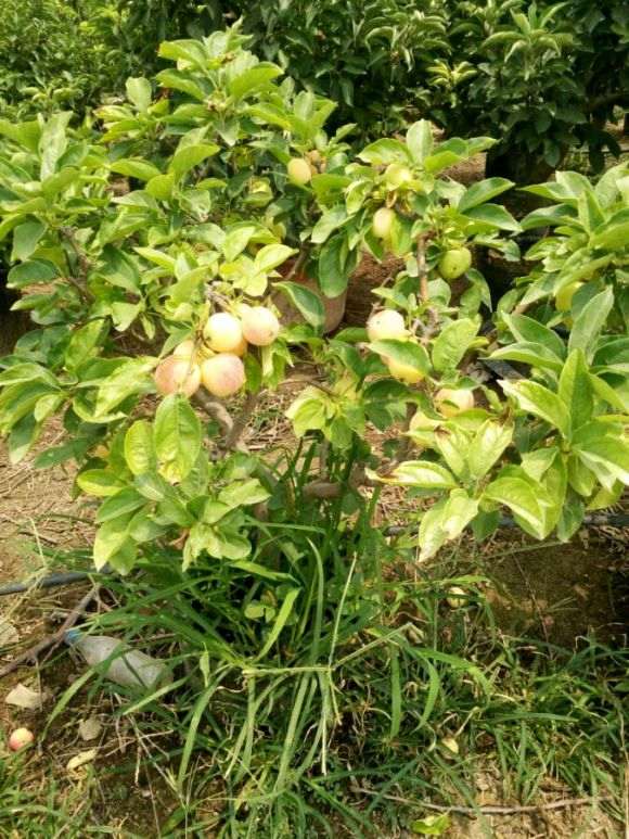 果树盆景批发零售 60元 怎么样 图片