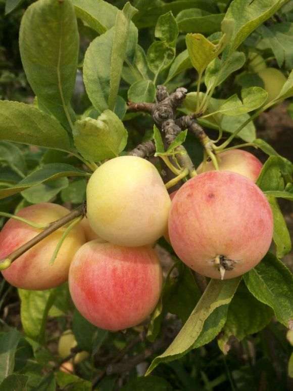 果树盆景批发零售 60元 怎么样 图片