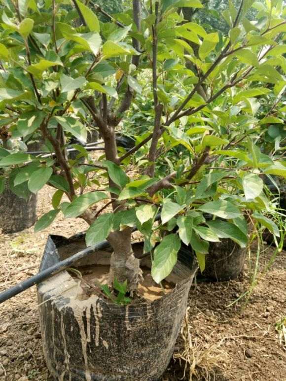 果树盆景批发零售 60元 怎么样 图片