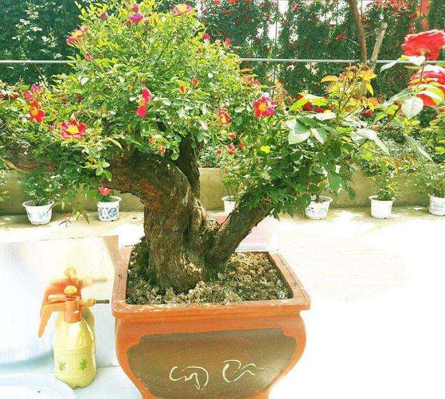 杨凌哪里有批发盆景的市场 图片