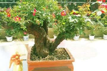 杨凌哪里有批发盆景的市场 图片