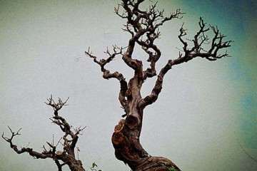 为什么盆景生意批发 资金大 压货压钱