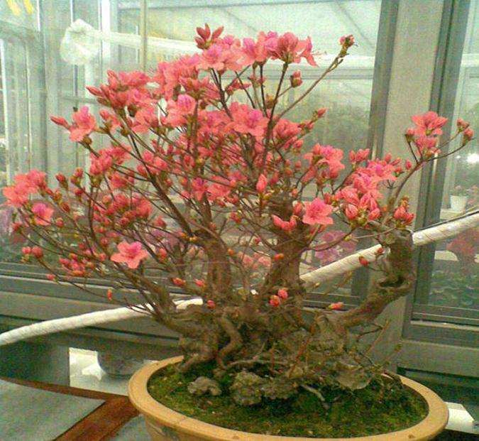 想兼职做盆景 行不行 给点评价 图片