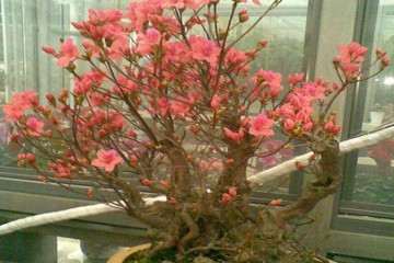 想兼职做盆景 行不行 给点评价 图片