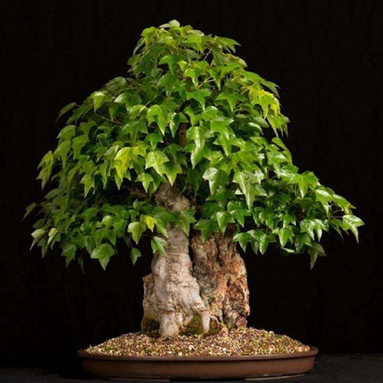 包地做盆景生意 需要多少成本 图片