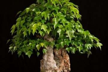 包地做盆景生意 需要多少成本 图片