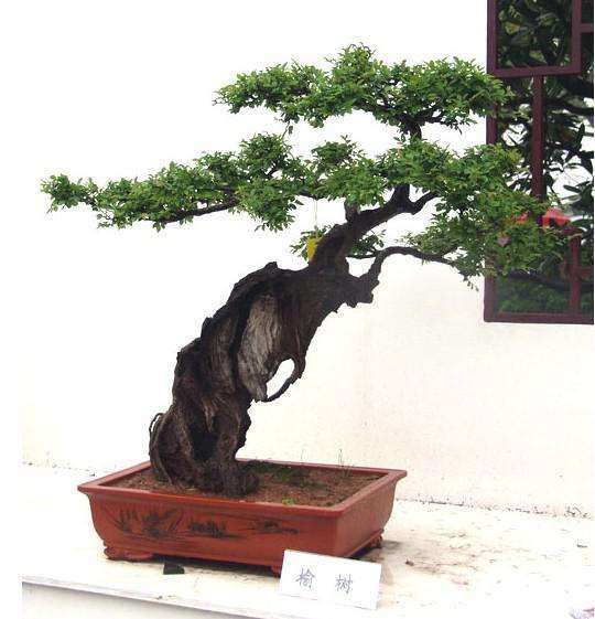 做盆景生意以下3条缺1不可 图片