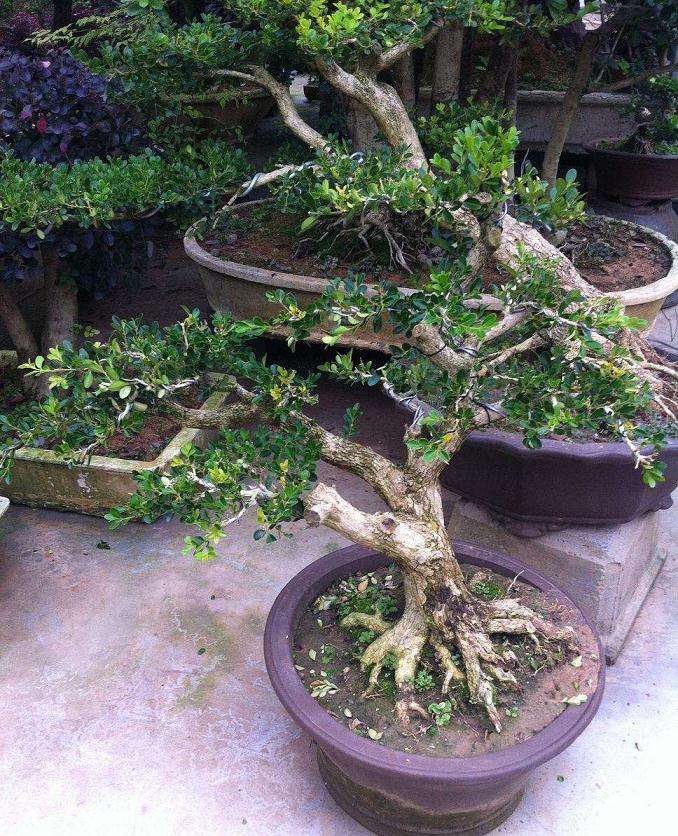 做盆景生意以下3条缺1不可 图片