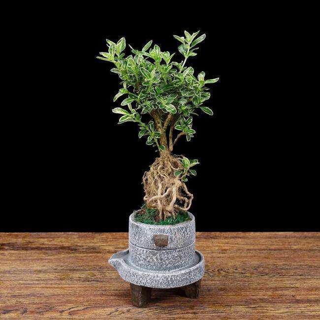 没点技术 最好别搞盆景生意 难做