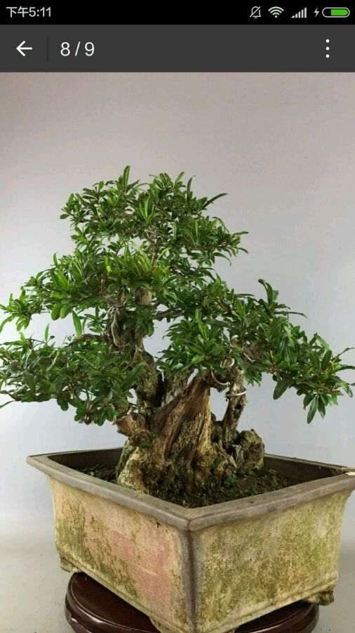 想做盆景生意 千万别如这个坑 图片