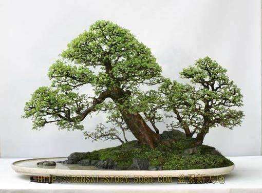 没有财力 不要做盆景生意 赚钱难