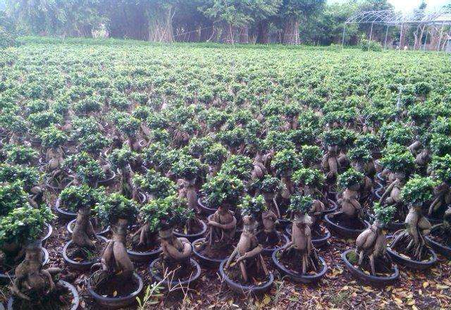 怎么在花鸟市场租店铺 做盆景生意