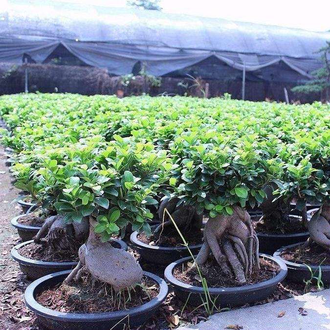 怎么在花鸟市场租店铺 做盆景生意