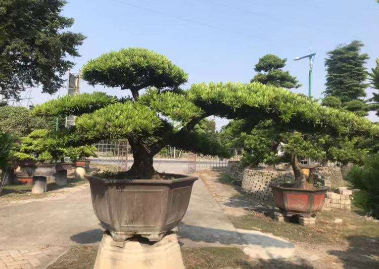 盆景生意 入行需谨慎 爱好没问题