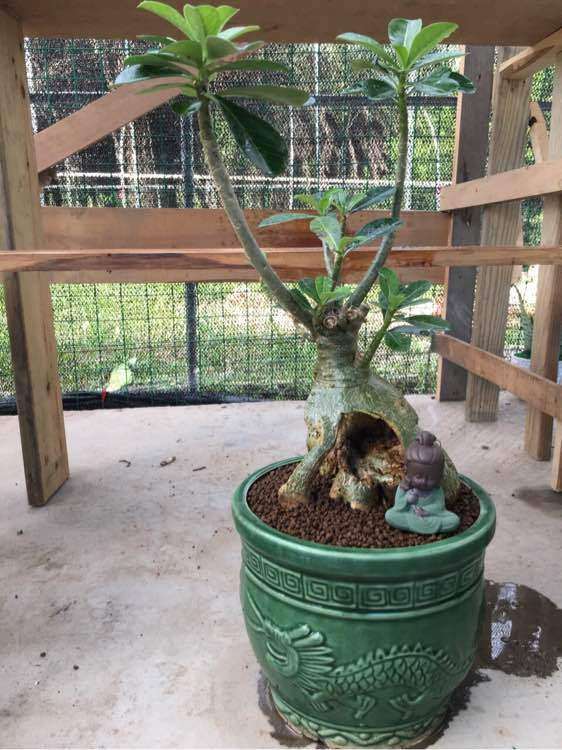 为什么盆景10年不开张 开张吃10年