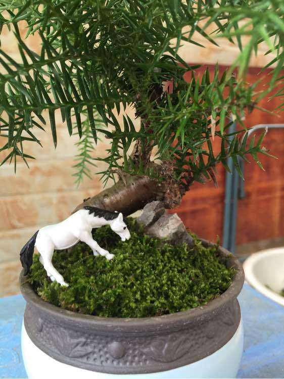 为什么盆景10年不开张 开张吃10年