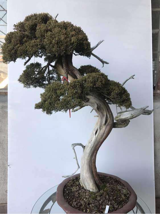 为什么盆景10年不开张 开张吃10年