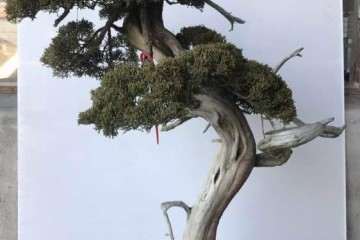 为什么盆景10年不开张 开张吃10年