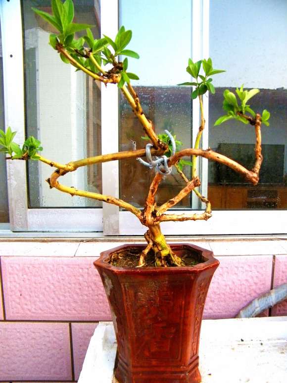 为什么盆景生意需要大量的资金投入