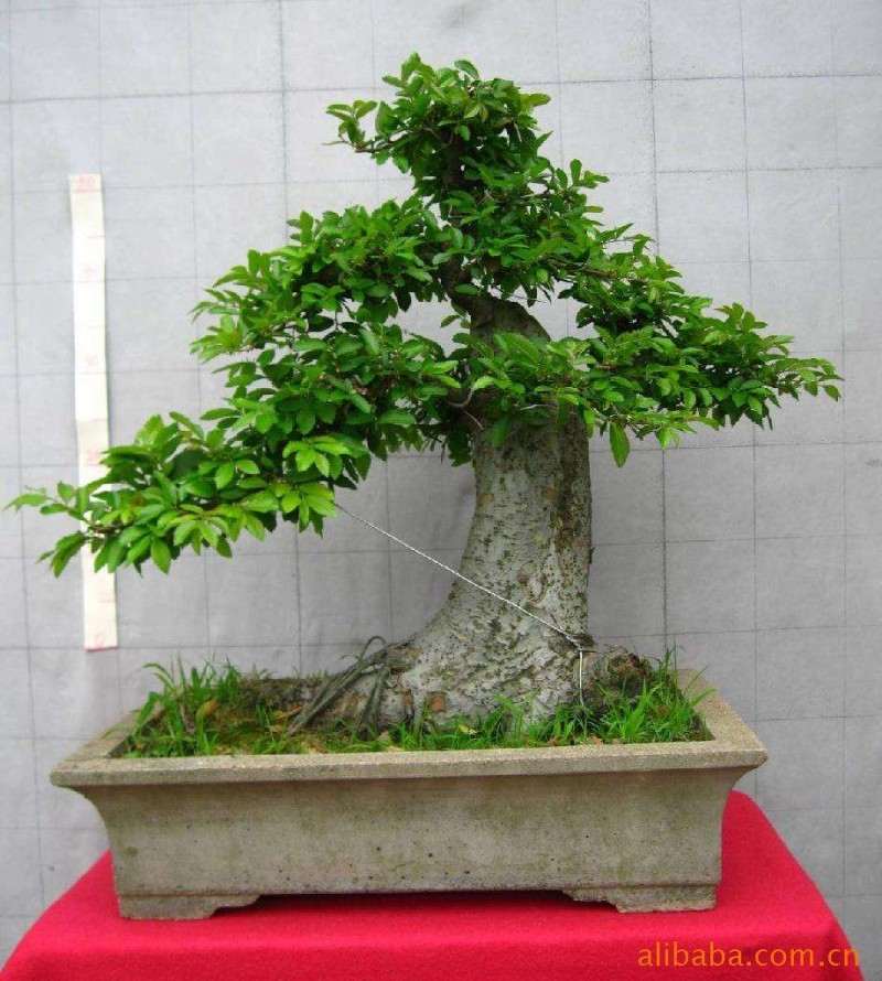 为什么盆景生意需要大量的资金投入