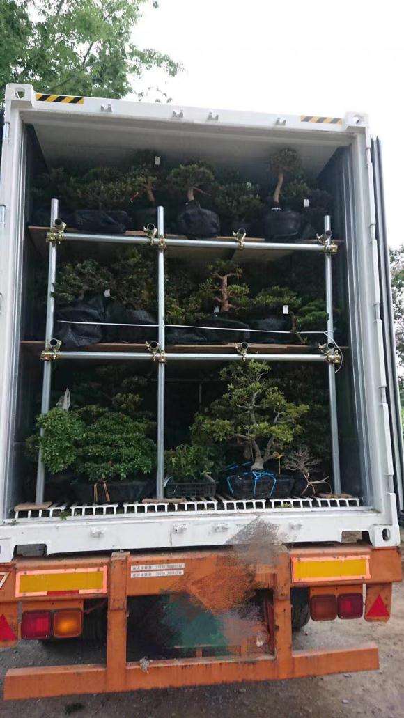 日本盆景批发 谁需要 和我联系 图片