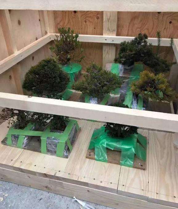 日本盆景批发 谁需要 和我联系 图片