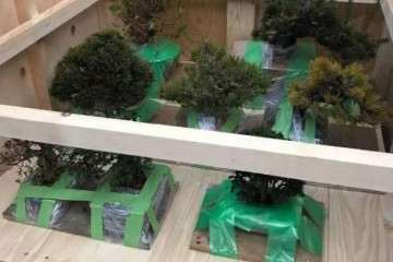 日本盆景批发 谁需要 和我联系 图片