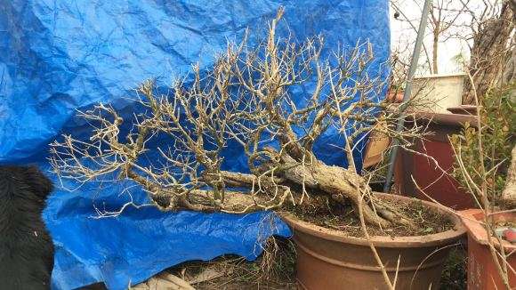 老桩石榴树盆景 大量批发 图片 