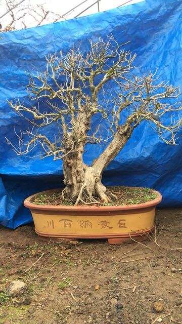 老桩石榴树盆景 大量批发 图片 