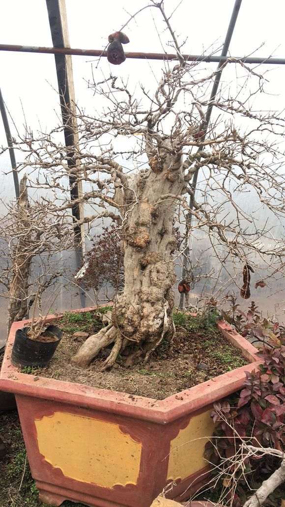 老桩石榴树盆景 大量批发 图片 