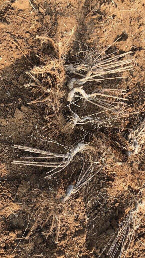 金雀下山桩30元 一颗批发 怎么样 图片