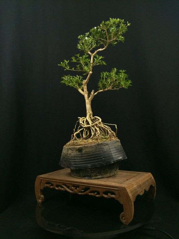 山东高提根六月雪盆景批发零售 图片