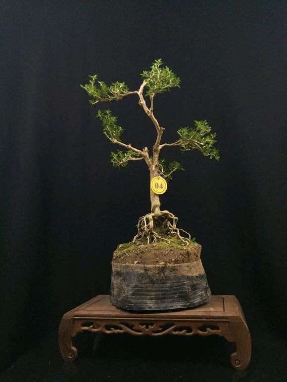 山东高提根六月雪盆景批发零售 图片