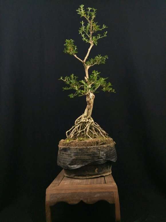 山东高提根六月雪盆景批发零售 图片