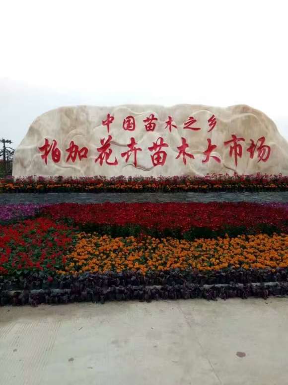 湖南浏阳花卉盆景批发 有人合作吗 图片