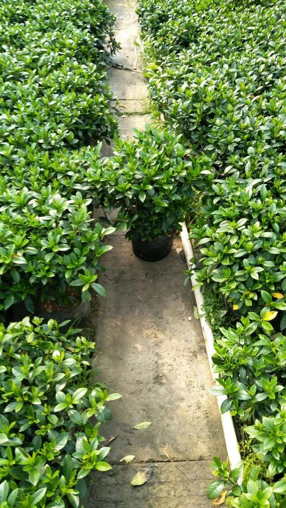 栀子花盆景批发基地 6元1盆 图片