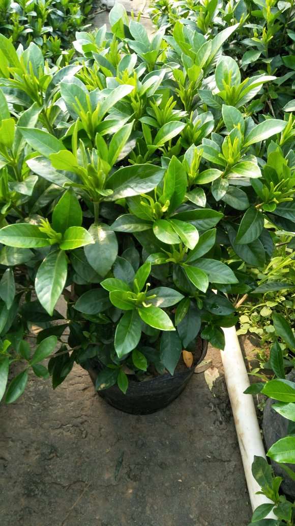 栀子花盆景批发基地 6元1盆 图片