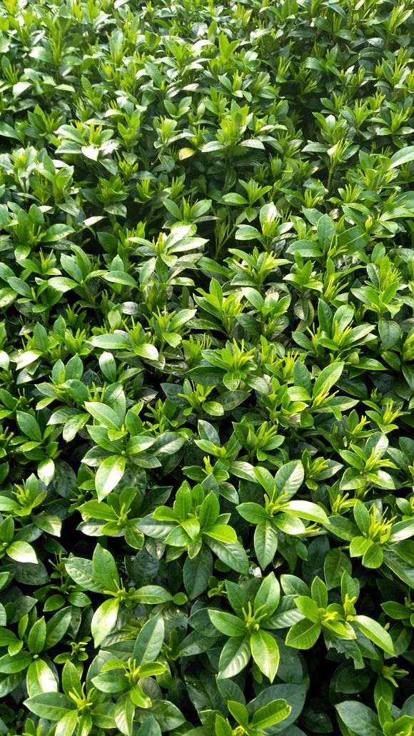 栀子花盆景批发基地 6元1盆 图片