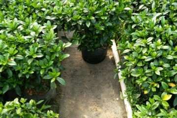 栀子花盆景批发基地 6元1盆 图片