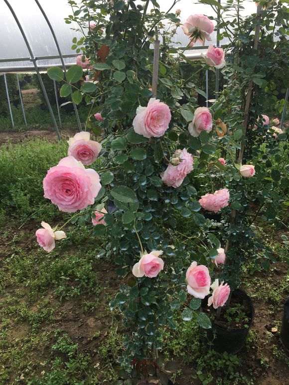 浙江盆景花卉 大量批发 欢迎求购 图片