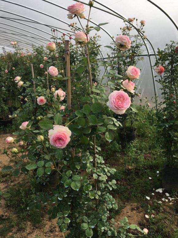 浙江盆景花卉 大量批发 欢迎求购 图片