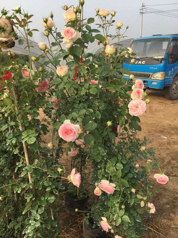 浙江盆景花卉 大量批发 欢迎求购 图片