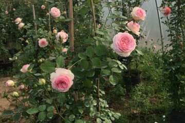 浙江盆景花卉 大量批发 欢迎求购 图片