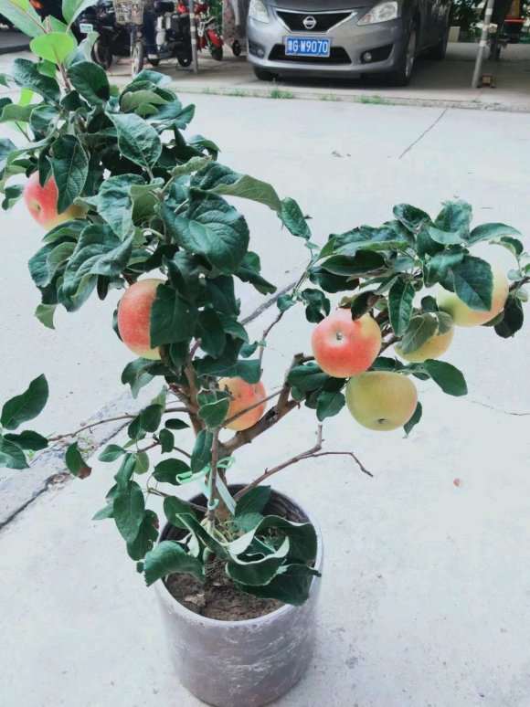 苹果盆景批发基地 厂家直销 价格便宜