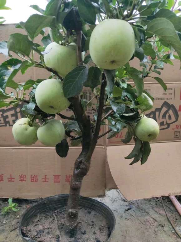 苹果盆景批发基地 厂家直销 价格便宜